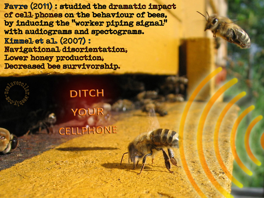 Honeybee, effect of electromagnetic radiation, EMFs, Ditch Your Cellphone
Favre (2011): studied the dramatic impact of cell phones on the behaviour of bees, by inducing the "worker piping signal"
with audiograms and spectograms. Kimmel et al. (2007): Navigational disorientation, Lower honey production, Decreased bee survivorship.