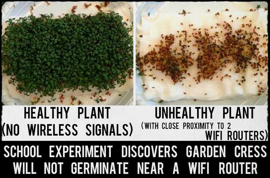 School experiment discovers garden cress will not germinate near a wifi router