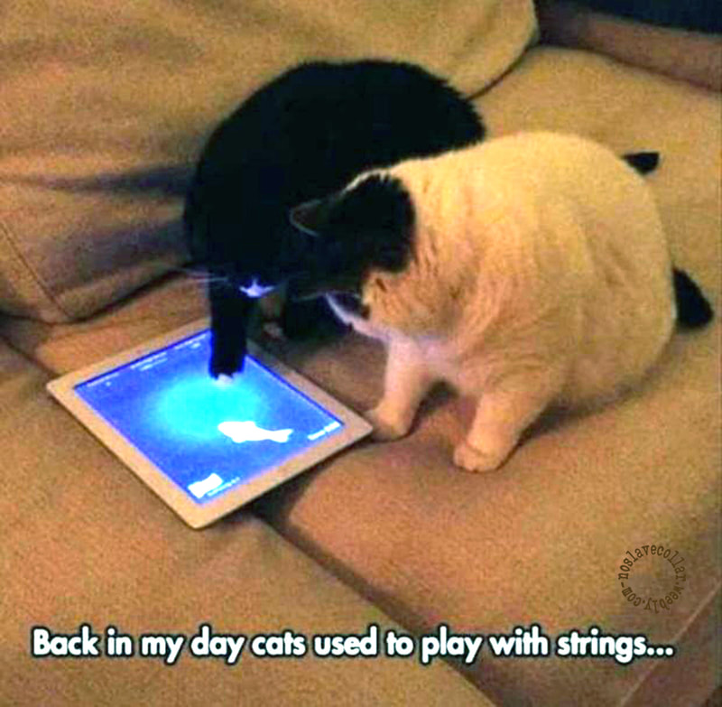 Back in my day cats used to play with strings...