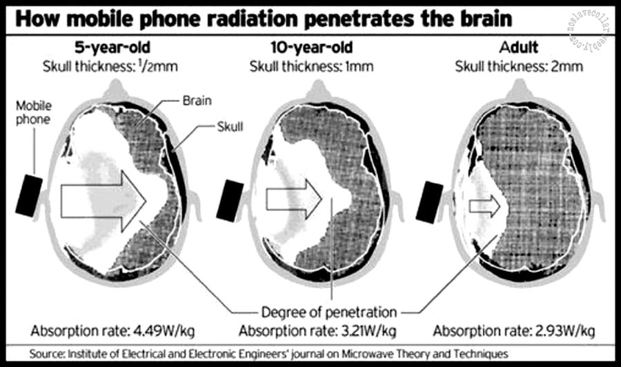 How mobile phone radiation penetrates the brain differently in 5-year olds, 10 year-olds and adults